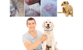 Stăpân fericit și câine cu guler antipurice, demonstrând eficiența în prevenirea iritațiilor și infestărilor pielii.