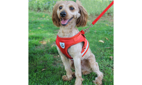 Vestă reflectorizantă roșie pentru câini cu lesă asortată, ușoară, material respirabil pentru confort și potrivire sigură.