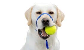 Lesă albastră pentru cap pentru câini cu curea ajustabilă neagră și buclă moale pe nas, previne tragerea, mărimea mare.