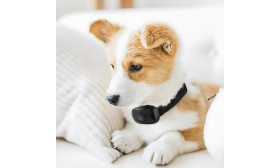 Colier anti-lătrat fără șoc pentru câini, cu design cu lăbuțe, ajustabil, potrivit pentru câini între 12 și 50 kg.