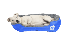 Pat Moale pentru Câini