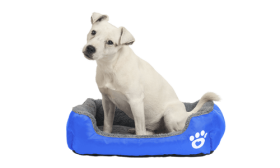 Pat Moale pentru Câini