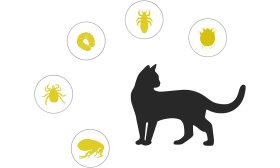 Guler natural pentru pisici, protecție țintită împotriva puricilor, căpușelor, larvelor, păduchilor și țânțarilor.